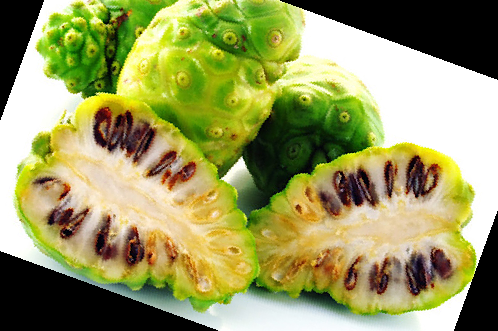 노니 효능 부작용 주스 복용법