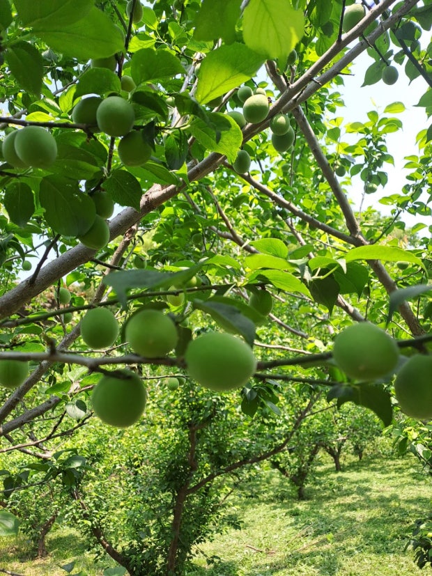 매실 효능 부작용