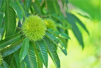 가을 제철음식 밤 효능과 영양성분