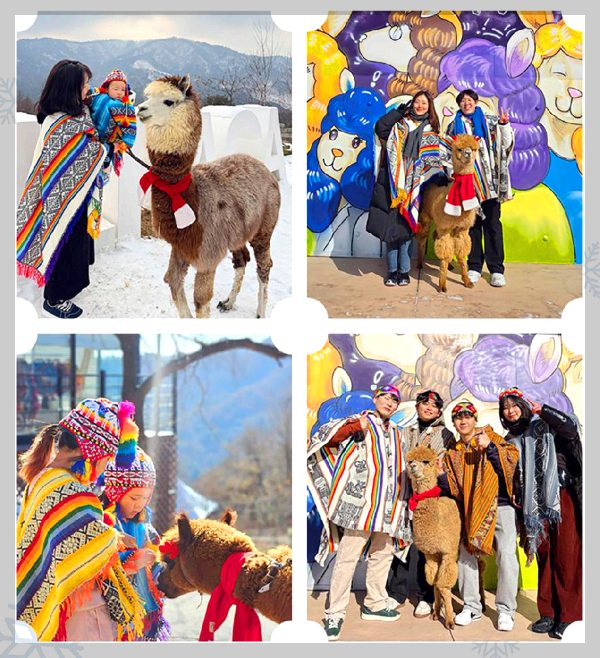 홍천 알파카 월드