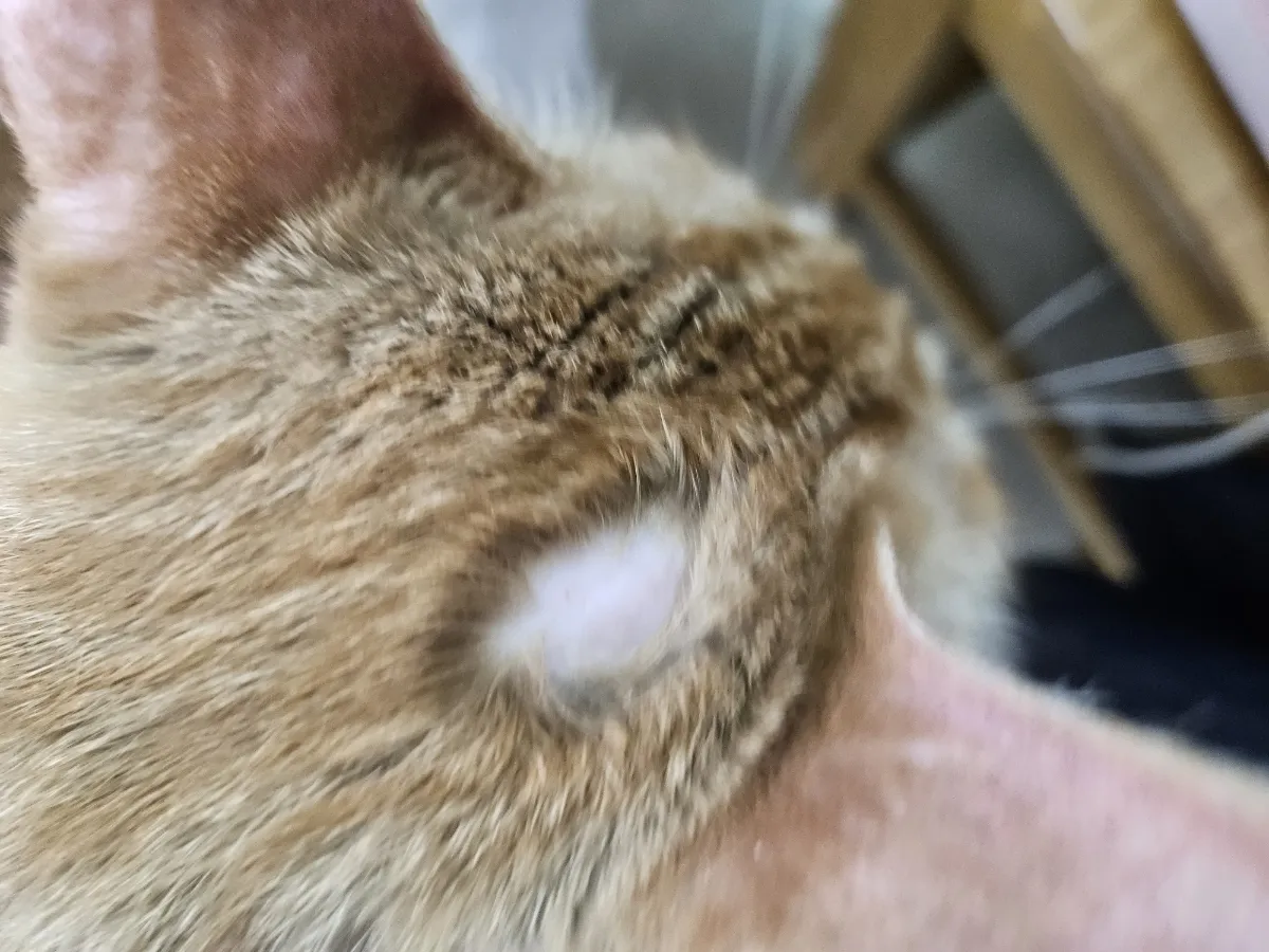 &amp;quot;고양이