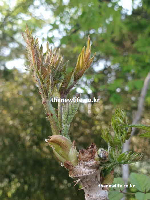 두릅 효능 채취시기 요리