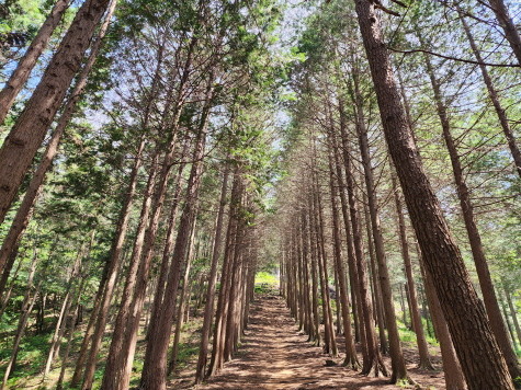 갈모봉 산리욕장 편백나무 숲 산책 숙박 정보 고성 가을
