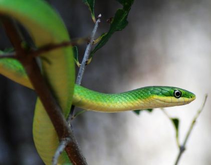 2025년 5월 뱀띠 운세