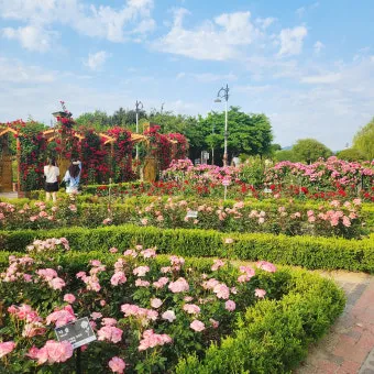 나는 빛나는 별처럼 느꼈습니다 한밭수목원 클레마티스 전시회 관람기_20