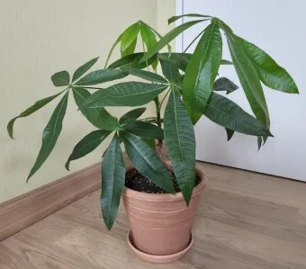 파키라 키우기 분갈이 뿌리관리 물주기간격 쉬운 관리법_14