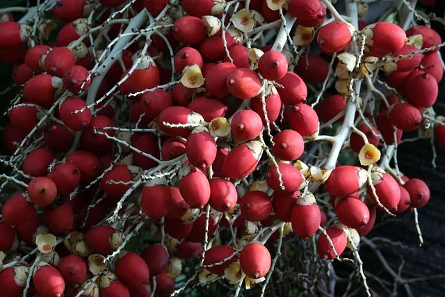 &amp;quot;아레카야자