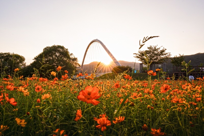 남양주 물의정원 수국