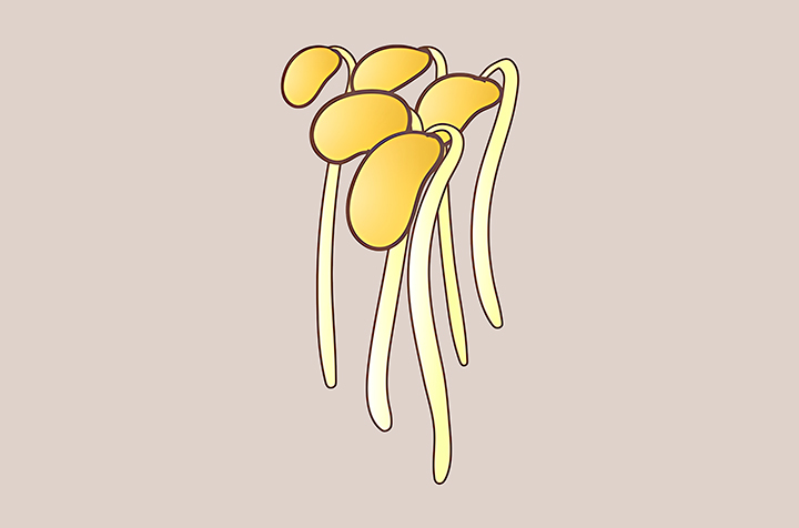 콩나물-하루-섭취-권장량