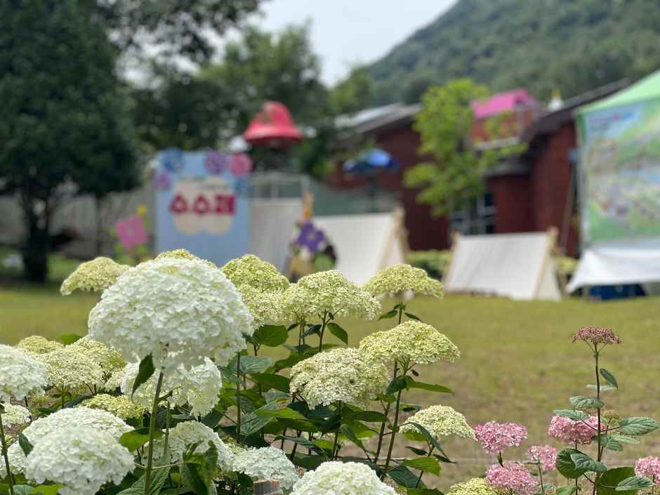 월아산 수국 수국 페스티벌