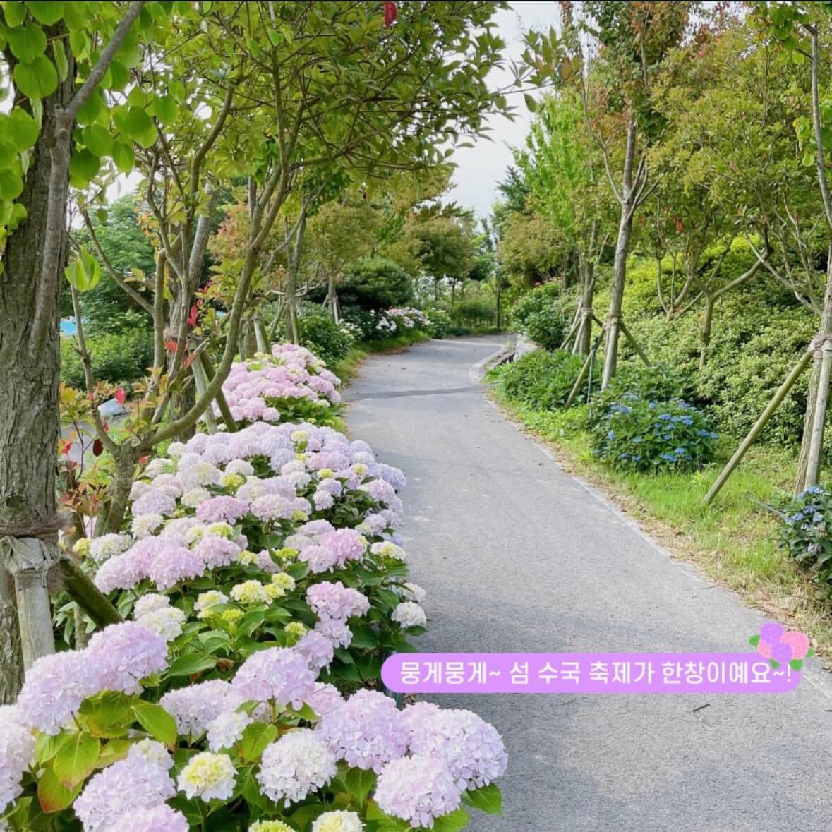 도초도 수국축제