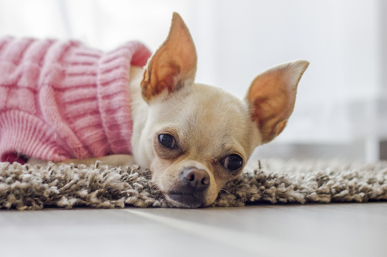 치와와(Chihuahua)
