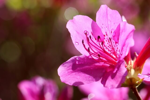 산청 황매산철쭉제
