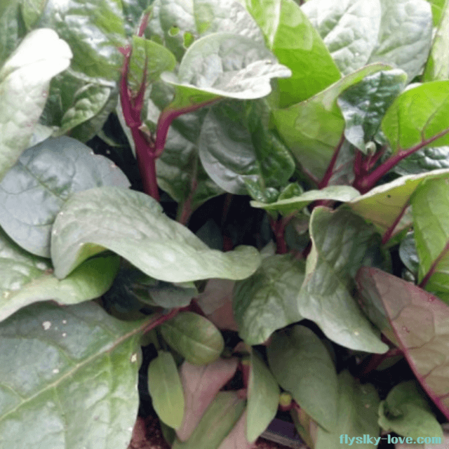 섬유질이 풍부한 인디언 시금치