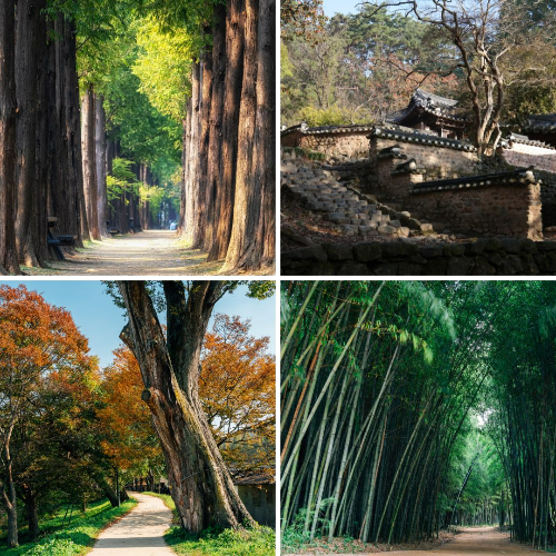 5월 국내 여행지 추천 담양