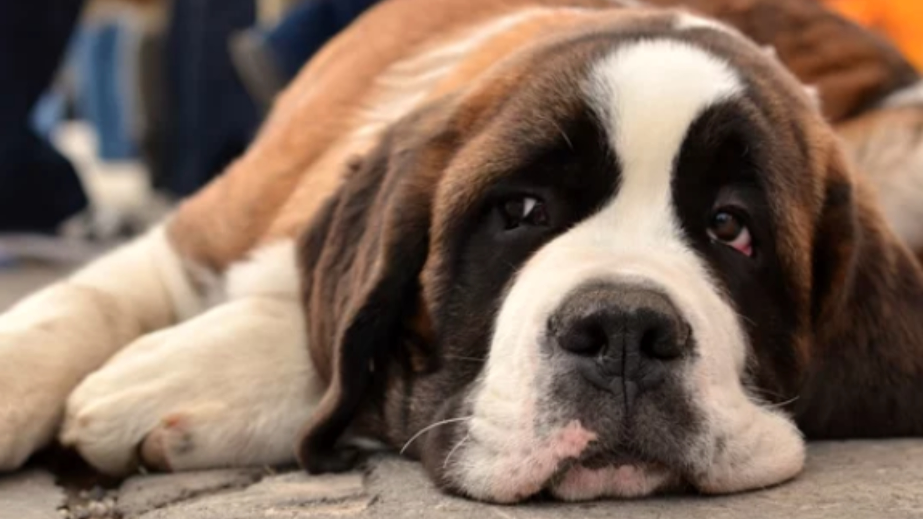 SAINT BERNARD/출처:어도비스톡