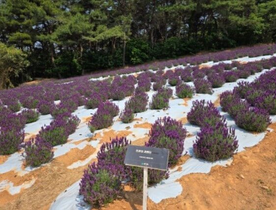 고창청농원 라벤더 축제