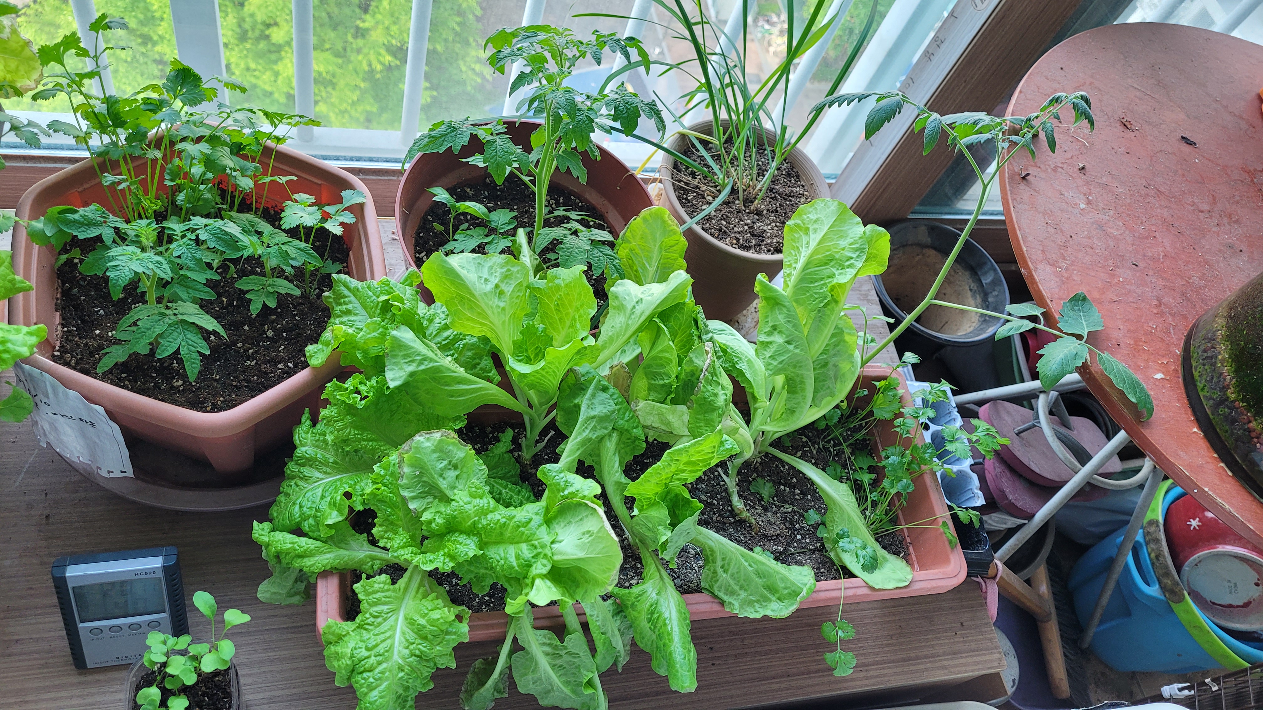 수확시기가 넘어 누워버린 상추