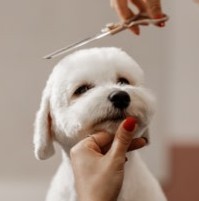 강아지 털 관리와 셀프 미용