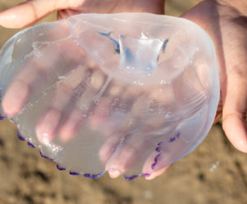 해파리 냉채 만드는 법 황금레시피 / 해파리 냉채 소스 만들기 냉채 손질법