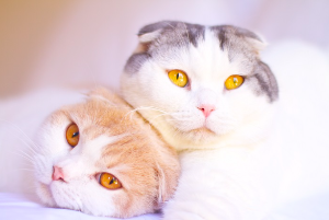 달라붙는 두 마리의 고양이