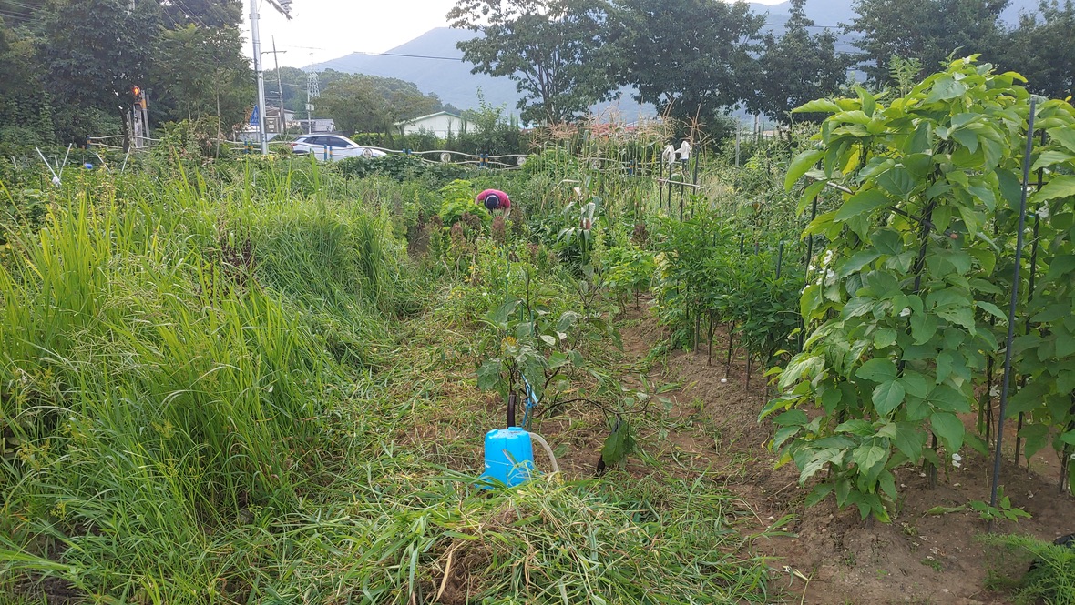 제초 작업이 완료된 도시 텃밭