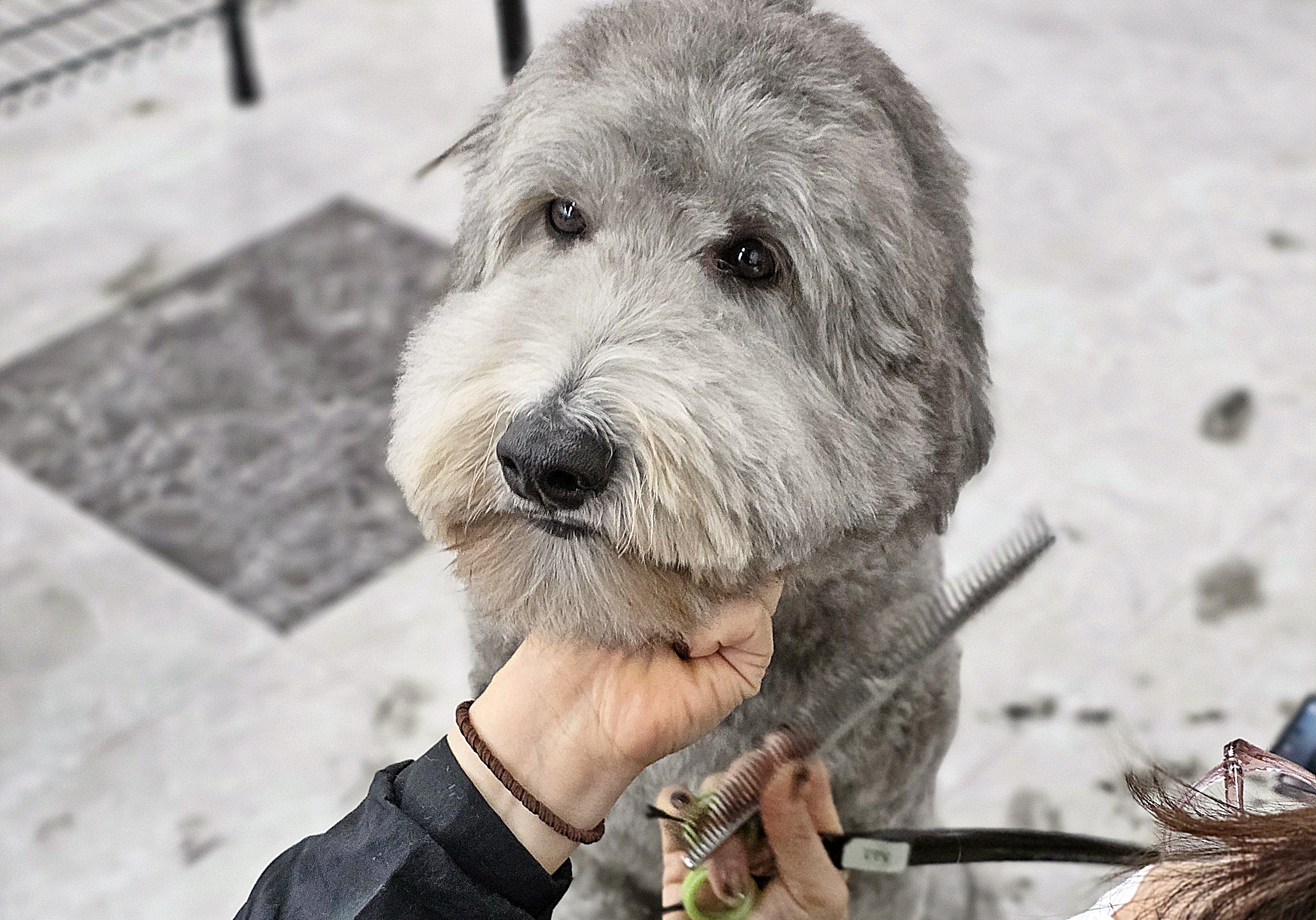 연제구애견미용학원