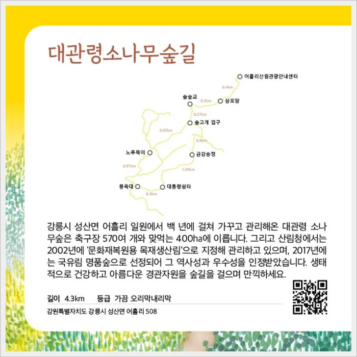 대관령소나무숲길