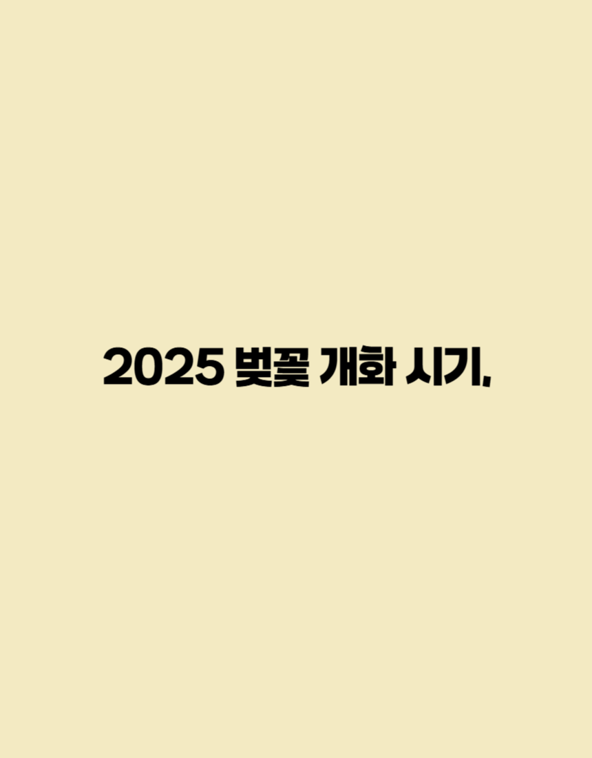 2025년 벚꽃 개화 시기를 소개하는 포스터입니다.