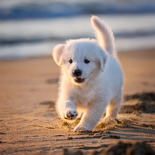 해변에서 뛰어 오는 강아지