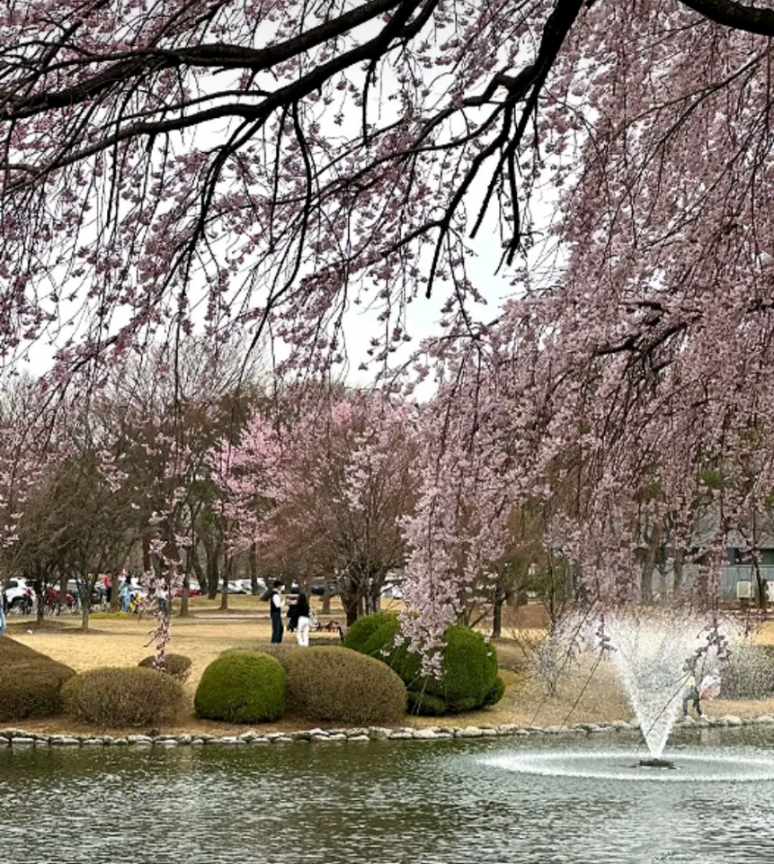 카이스트 캠퍼스내 벚꽃과 연못 사진