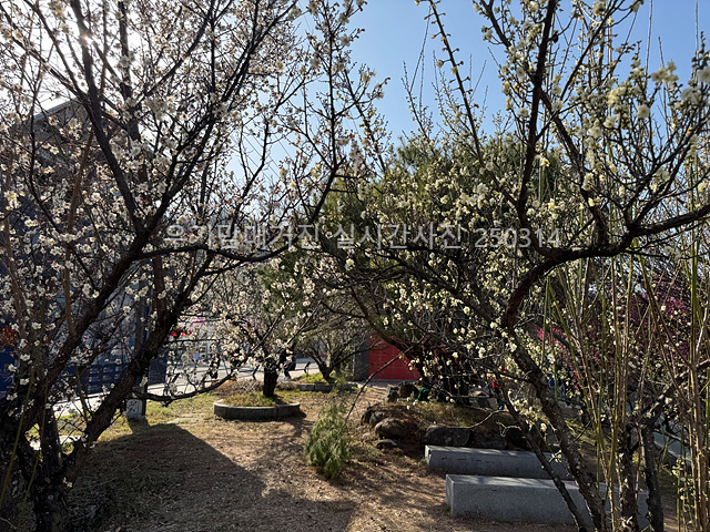 2025 광양매화축제 일정 실시간 개화 주차장