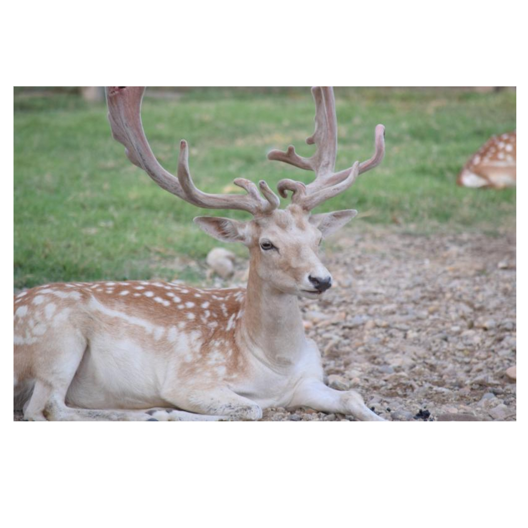 녹용과 관련된 사진입니다.