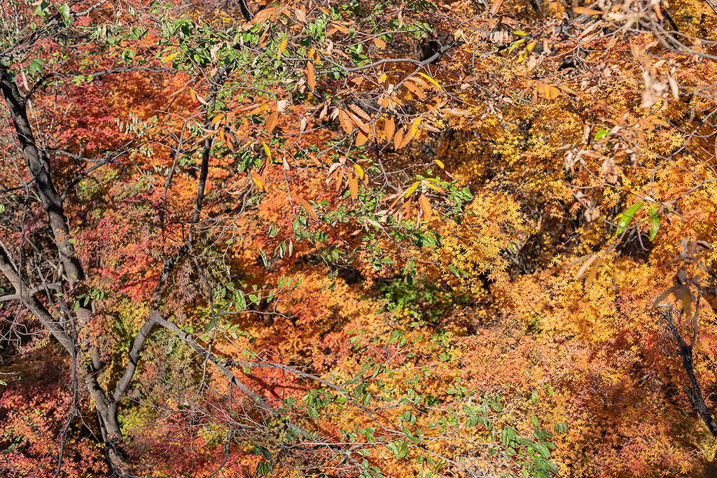 서울가을
가을단풍
