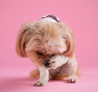 강아지와 고양이를 위한 자연식 만들기 가이드와 건강 레시피