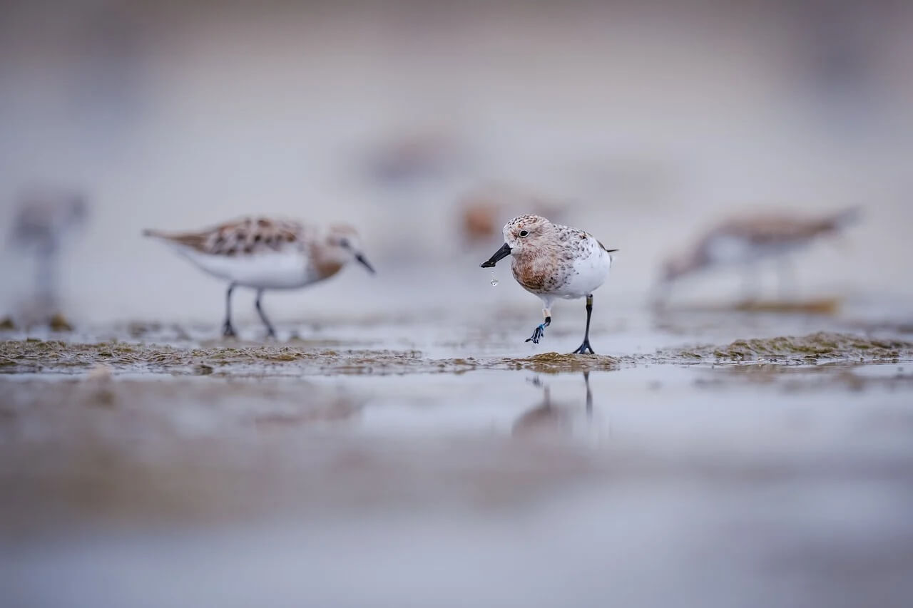 서해안 물때표 이미지