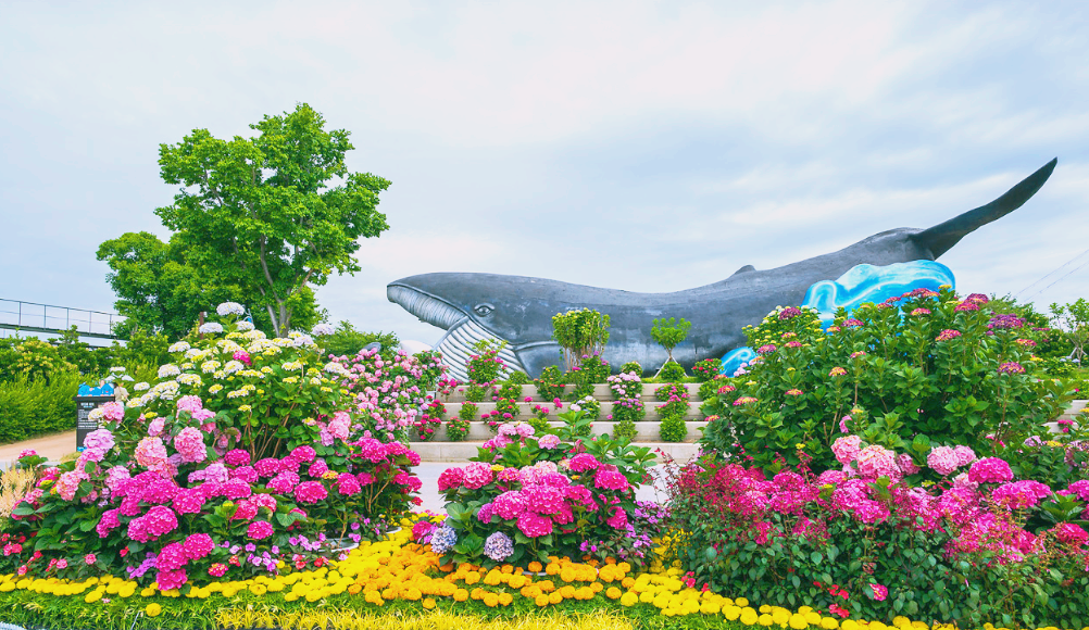 울산 수국축제