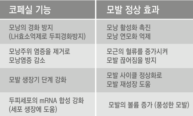 코페실 기능과 모발 정상 효과