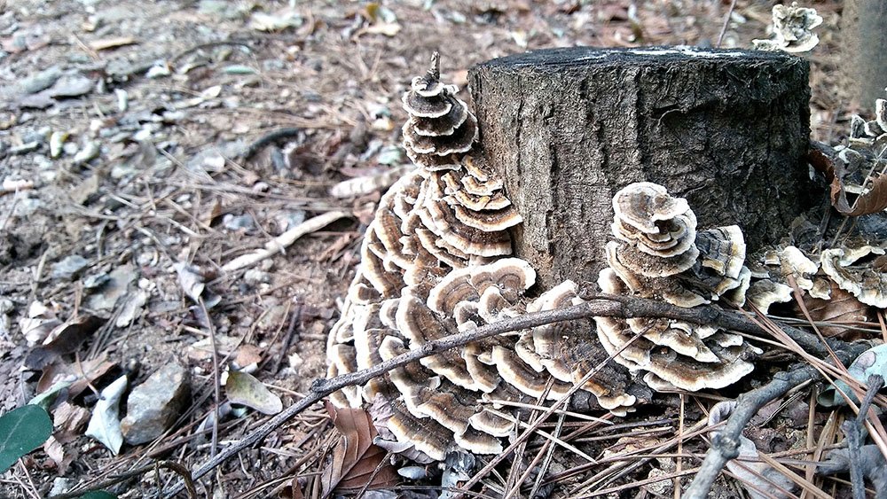 관악산·삼성산 '버섯'