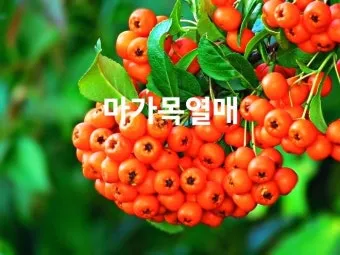마가목 열매 효능 먹는 법 부작용 포함 10가지 정리_11