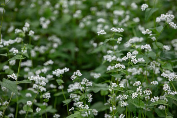 제주 오라동 메밀밭
