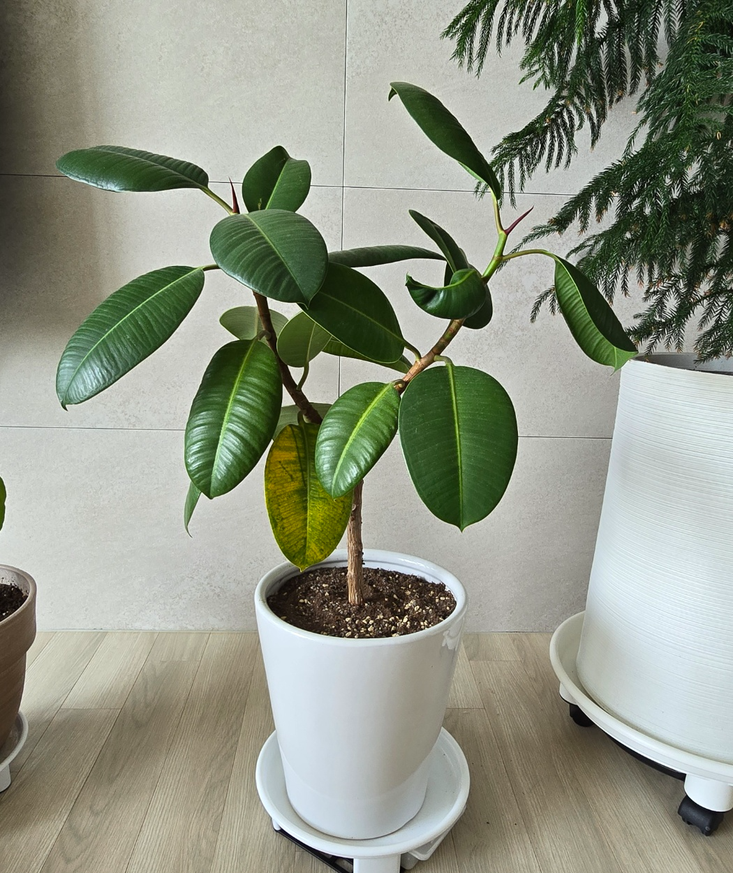 분갈이 완성입니다.