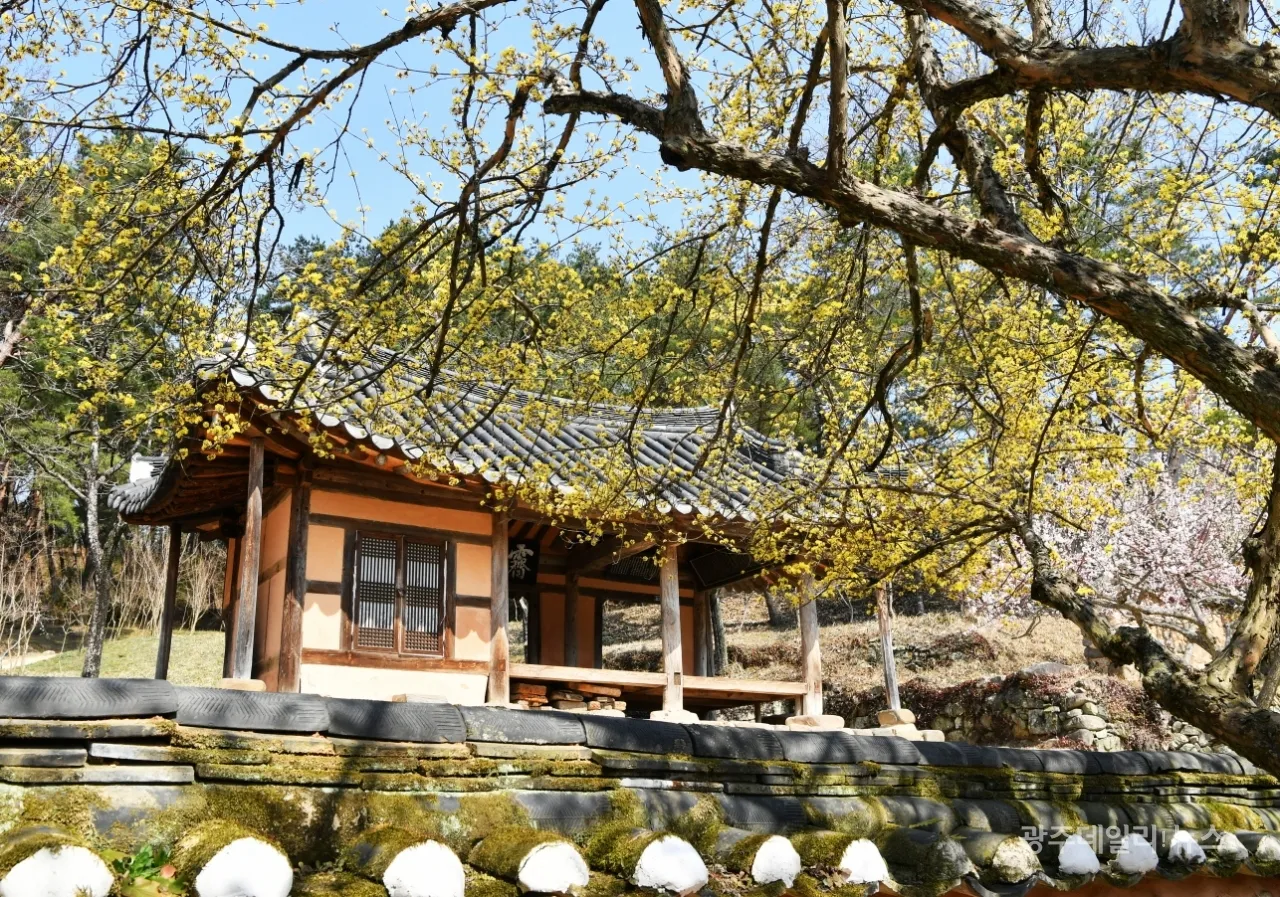 소쇄원 봄 앵두나무꽃 산수유 해당화 개화_5