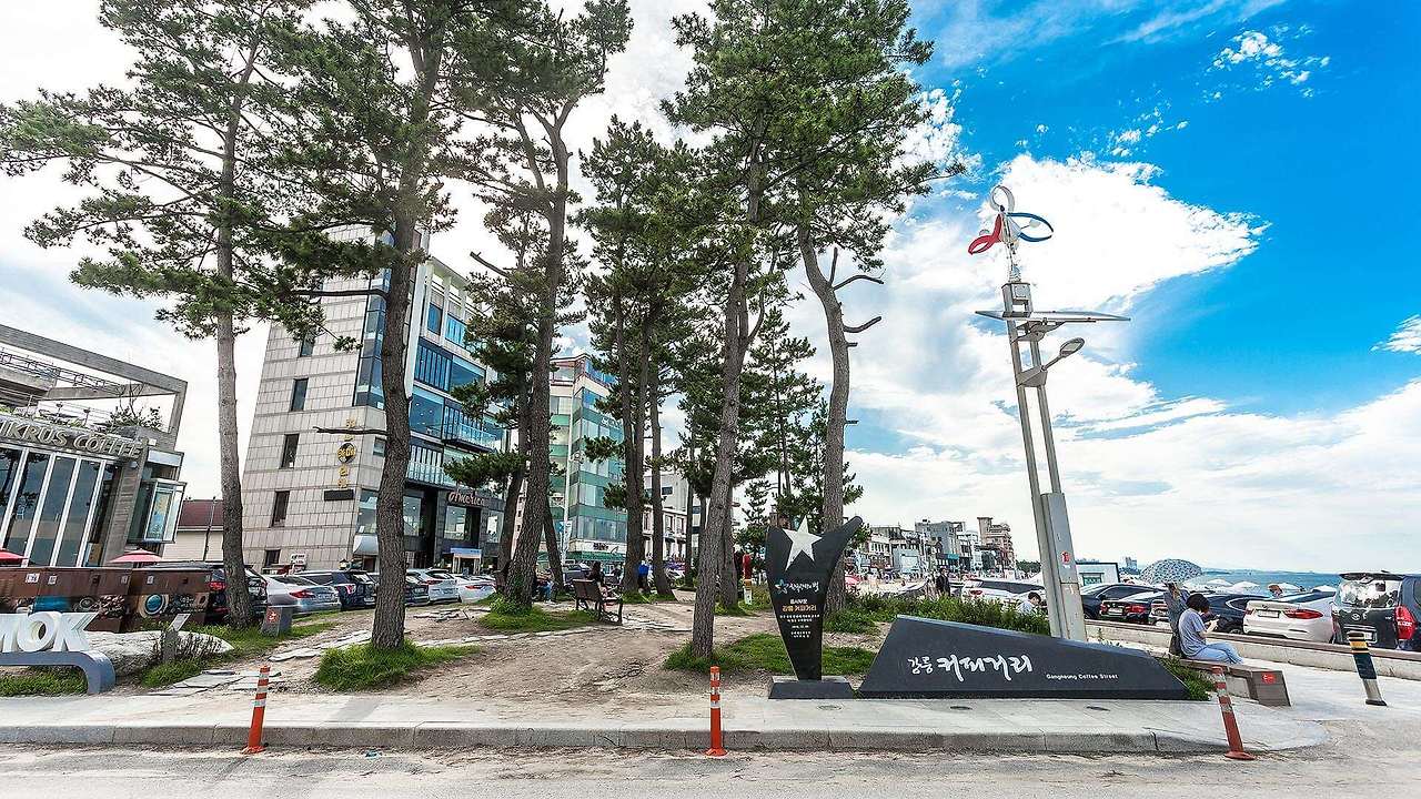 강릉 사근진 해변 유채꽃밭