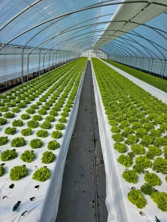 로메인 재배 재식 거리 통풍 확보 병해 줄이기_8