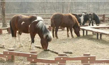 서울대공원-동물원-입장료-가격-할인-이용시간