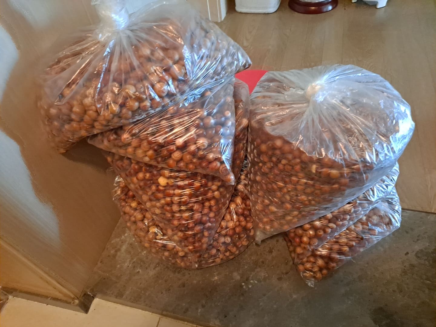 비닐에-쌓인-도토리