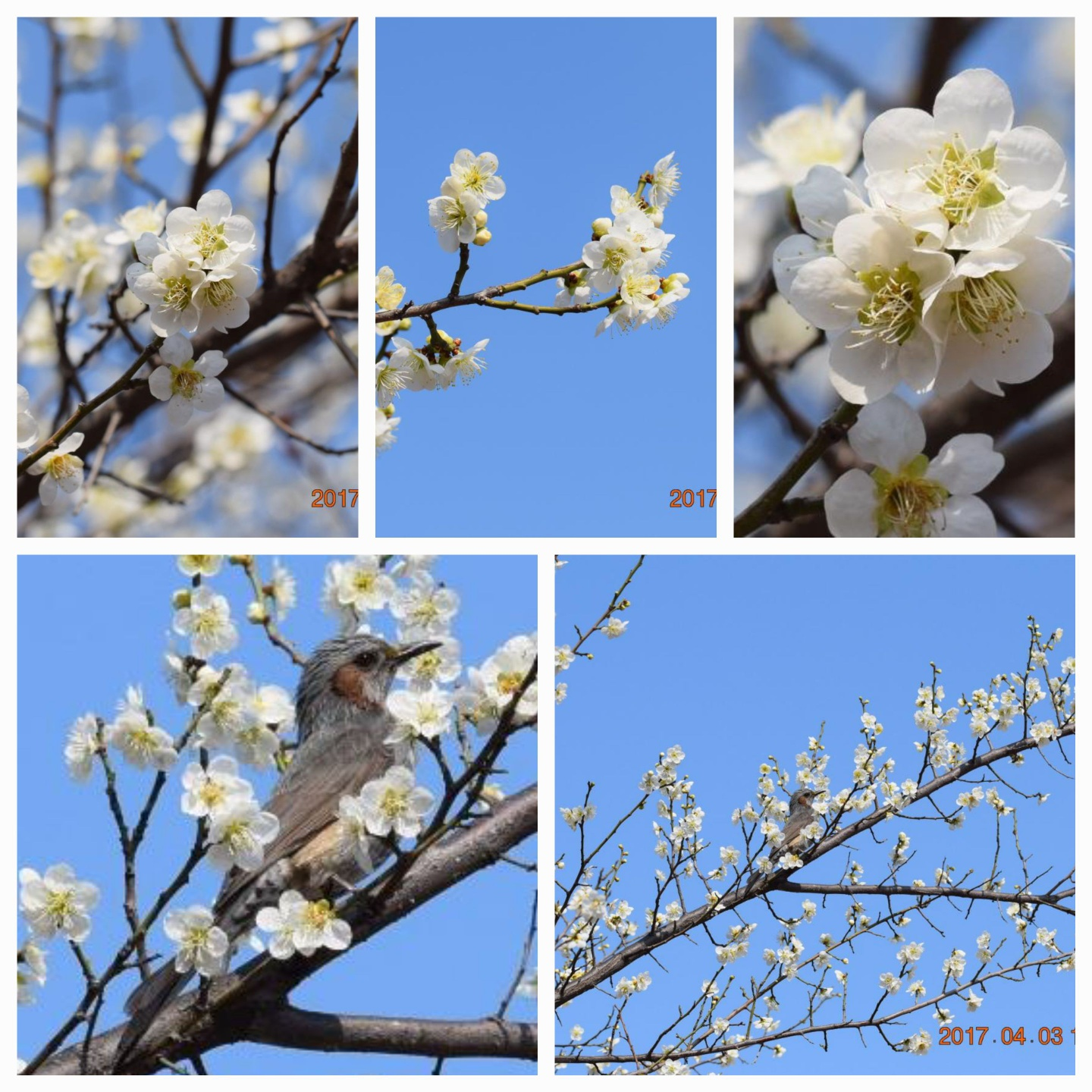 매화나무와직박구리