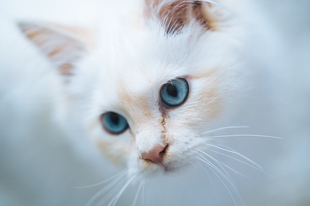 Pet Registration Number