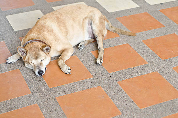 강아지 비만의 위험성